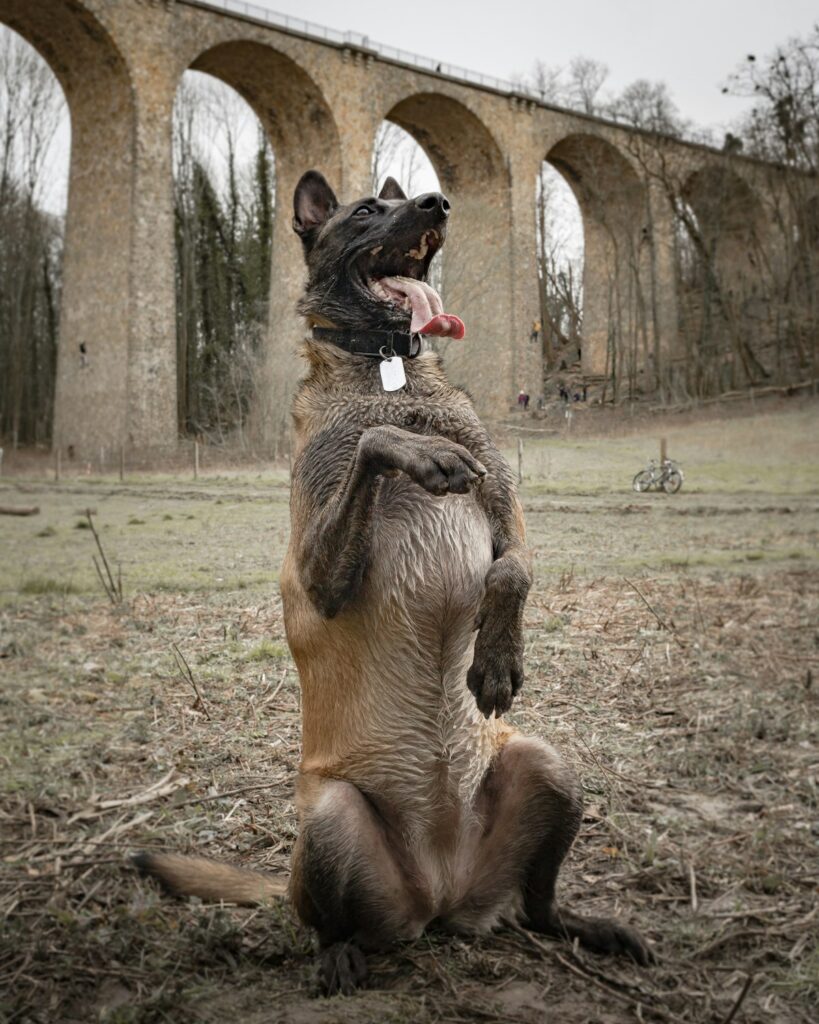 German Shepherd working dog in a grass field